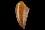 Serrated, Raptor Tooth - Real Dinosaur Tooth #173548-1